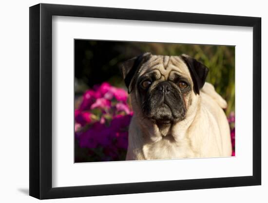 Pug in Autumn Fllowers, Geneva, Ilinois, USA-Lynn M^ Stone-Framed Premium Photographic Print