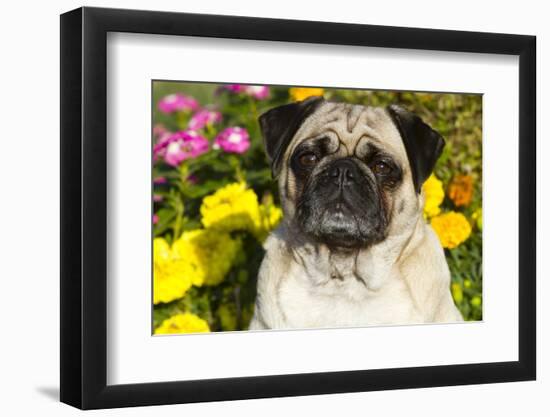 Pug in Autumn Fllowers, Geneva, Ilinois, USA-Lynn M^ Stone-Framed Photographic Print