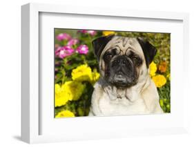 Pug in Autumn Fllowers, Geneva, Ilinois, USA-Lynn M^ Stone-Framed Photographic Print