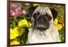 Pug in Autumn Fllowers, Geneva, Ilinois, USA-Lynn M^ Stone-Framed Photographic Print