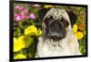 Pug in Autumn Fllowers, Geneva, Ilinois, USA-Lynn M^ Stone-Framed Photographic Print