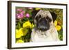 Pug in Autumn Fllowers, Geneva, Ilinois, USA-Lynn M^ Stone-Framed Photographic Print