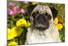 Pug in Autumn Fllowers, Geneva, Ilinois, USA-Lynn M^ Stone-Mounted Photographic Print