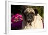 Pug in Autumn Fllowers, Geneva, Ilinois, USA-Lynn M^ Stone-Framed Photographic Print