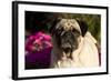 Pug in Autumn Fllowers, Geneva, Ilinois, USA-Lynn M^ Stone-Framed Photographic Print