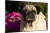 Pug in Autumn Fllowers, Geneva, Ilinois, USA-Lynn M^ Stone-Mounted Photographic Print