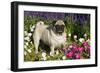 Pug in Autumn Fllowers, Geneva, Ilinois, USA-Lynn M^ Stone-Framed Photographic Print