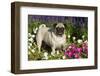 Pug in Autumn Fllowers, Geneva, Ilinois, USA-Lynn M^ Stone-Framed Photographic Print