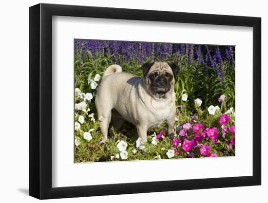 Pug in Autumn Fllowers, Geneva, Ilinois, USA-Lynn M^ Stone-Framed Photographic Print