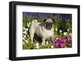 Pug in Autumn Fllowers, Geneva, Ilinois, USA-Lynn M^ Stone-Framed Photographic Print