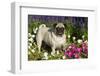 Pug in Autumn Fllowers, Geneva, Ilinois, USA-Lynn M^ Stone-Framed Photographic Print