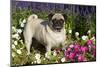 Pug in Autumn Fllowers, Geneva, Ilinois, USA-Lynn M^ Stone-Mounted Photographic Print