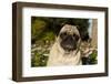 Pug in Autumn Fllowers, Geneva, Ilinois, USA-Lynn M^ Stone-Framed Photographic Print