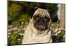 Pug in Autumn Fllowers, Geneva, Ilinois, USA-Lynn M^ Stone-Mounted Photographic Print