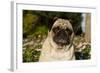 Pug in Autumn Fllowers, Geneva, Ilinois, USA-Lynn M^ Stone-Framed Photographic Print