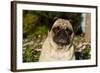 Pug in Autumn Fllowers, Geneva, Ilinois, USA-Lynn M^ Stone-Framed Photographic Print