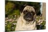 Pug in Autumn Fllowers, Geneva, Ilinois, USA-Lynn M^ Stone-Mounted Photographic Print