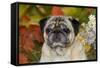Pug in Autumn Foliage, Rockford, Illinois, USA-Lynn M^ Stone-Framed Stretched Canvas
