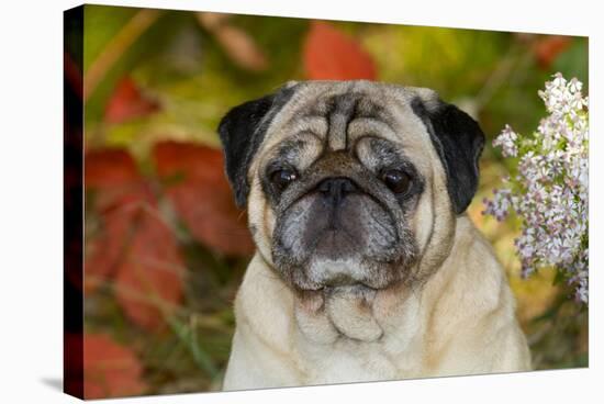 Pug in Autumn Foliage, Rockford, Illinois, USA-Lynn M^ Stone-Stretched Canvas