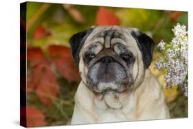 Pug in Autumn Foliage, Rockford, Illinois, USA-Lynn M^ Stone-Stretched Canvas