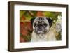 Pug in Autumn Foliage, Rockford, Illinois, USA-Lynn M^ Stone-Framed Premium Photographic Print