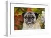 Pug in Autumn Foliage, Rockford, Illinois, USA-Lynn M^ Stone-Framed Premium Photographic Print