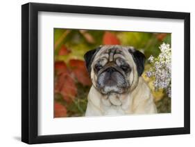 Pug in Autumn Foliage, Rockford, Illinois, USA-Lynn M^ Stone-Framed Photographic Print