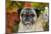 Pug in Autumn Foliage, Rockford, Illinois, USA-Lynn M^ Stone-Mounted Photographic Print