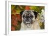 Pug in Autumn Foliage, Rockford, Illinois, USA-Lynn M^ Stone-Framed Photographic Print