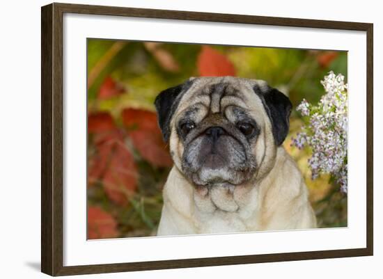 Pug in Autumn Foliage, Rockford, Illinois, USA-Lynn M^ Stone-Framed Photographic Print