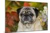 Pug in Autumn Foliage, Rockford, Illinois, USA-Lynn M^ Stone-Mounted Photographic Print