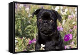 Pug in Fall Flowers, Geneva, Illinois, USA-Lynn M^ Stone-Framed Stretched Canvas