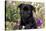 Pug in Fall Flowers, Geneva, Illinois, USA-Lynn M^ Stone-Stretched Canvas