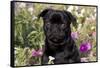 Pug in Fall Flowers, Geneva, Illinois, USA-Lynn M^ Stone-Framed Stretched Canvas