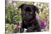 Pug in Fall Flowers, Geneva, Illinois, USA-Lynn M^ Stone-Stretched Canvas