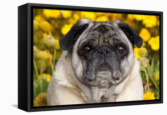 Pug in Fall Flowers, Geneva, Illinois, USA-Lynn M^ Stone-Framed Stretched Canvas