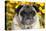 Pug in Fall Flowers, Geneva, Illinois, USA-Lynn M^ Stone-Stretched Canvas