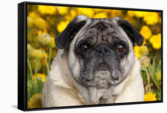 Pug in Fall Flowers, Geneva, Illinois, USA-Lynn M^ Stone-Framed Stretched Canvas