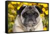 Pug in Fall Flowers, Geneva, Illinois, USA-Lynn M^ Stone-Framed Stretched Canvas