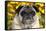 Pug in Fall Flowers, Geneva, Illinois, USA-Lynn M^ Stone-Framed Stretched Canvas