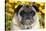 Pug in Fall Flowers, Geneva, Illinois, USA-Lynn M^ Stone-Stretched Canvas