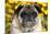 Pug in Fall Flowers, Geneva, Illinois, USA-Lynn M^ Stone-Mounted Premium Photographic Print