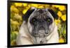 Pug in Fall Flowers, Geneva, Illinois, USA-Lynn M^ Stone-Framed Premium Photographic Print