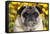 Pug in Fall Flowers, Geneva, Illinois, USA-Lynn M^ Stone-Framed Stretched Canvas
