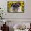 Pug in Fall Flowers, Geneva, Illinois, USA-Lynn M^ Stone-Framed Stretched Canvas displayed on a wall