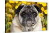 Pug in Fall Flowers, Geneva, Illinois, USA-Lynn M^ Stone-Stretched Canvas