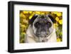 Pug in Fall Flowers, Geneva, Illinois, USA-Lynn M^ Stone-Framed Premium Photographic Print