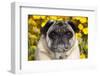 Pug in Fall Flowers, Geneva, Illinois, USA-Lynn M^ Stone-Framed Premium Photographic Print