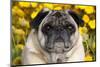 Pug in Fall Flowers, Geneva, Illinois, USA-Lynn M^ Stone-Mounted Premium Photographic Print