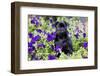 Pug in Fall Flowers, Geneva, Illinois, USA-Lynn M^ Stone-Framed Photographic Print